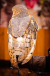 Barn Owl_CRC-395