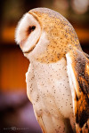 Barn Owl_CRC-399
