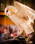 Barn Owl_CRC-405