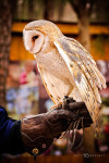 Barn Owl_CRC-406