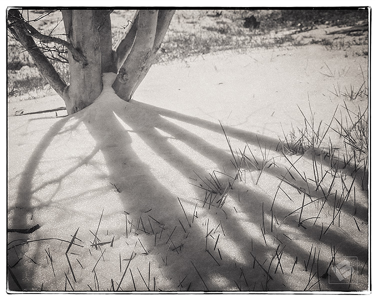 Crepe Myrtle shadows-5068