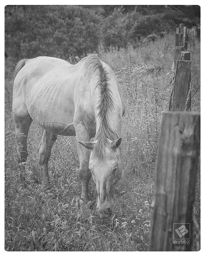 Horse on Blue Ridge Parkway